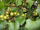 Pixies Gardens Scuppernong Muscadine Grape Vine Shrub Live Fruit Plant (1 Gallon Potted) Photo, new 2024, best price $59.99 review