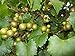 Photo Pixies Gardens Scuppernong Muscadine Grape Vine Shrub Live Fruit Plant (1 Gallon Potted) review