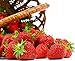 Photo Seascape Everbearing Strawberry 10 Bare Root Plants - BEST FLAVOR review