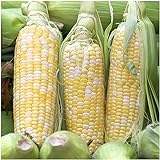 Peaches & Cream Sweet Corn Non-GMO Seeds, 1 Pound (2,400+ Seeds) - by Seeds2Go Photo, new 2024, best price $37.55 review