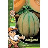 Semillas ecológicas de Melon Cantalupo Di Charentais Foto, nuevo 2024, mejor precio 4,42 € revisión