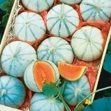 10 Savor Melon Seeds | Exotic Garden Fruit Seeds to Plant | Sweet Exotic Melons, Grow and Eat Photo, new 2024, best price $9.99 ($1.00 / Count) review