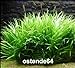 Foto WFW wasserflora Grasartige Zwergschwertpflanze/Echinodorus latifolius im Topf Rezension