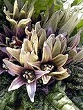 Alraune (Mandragora officinarum) 10 Samen der magischen im Frühling blühenden Zauberpflanze Foto, neu 2024, bester Preis 11,00 € (550,00 € / kg) Rezension
