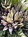 Foto Alraune (Mandragora officinarum) 10 Samen der magischen im Frühling blühenden Zauberpflanze Rezension