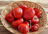 Hot Chili Pfeffer Rocoto Rot - Manzano - Pepper - 10 Samen Foto, neu 2024, bester Preis 1,60 € Rezension