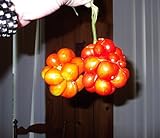 Very Rare Heirloom! Traveler's Tomato 20 Seeds! Pull Apart & eat Like Grapes! Photo, new 2024, best price $2.89 review