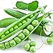 Photo Earthcare Seeds Peas Little Marvel Sweet Dwarf Bush Pea 50 Seeds (Pisum sativum) No GMO – Open Pollinated - Heirloom review