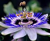 CEMEHA SEEDS - Passionflower Purple Vine Wild Apricot Maypop Indoor Exotic Perennial Flowers for Planting Photo, new 2024, best price $7.95 ($2.65 / Count) review