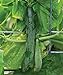 Photo Burpee Sweet Success Slicing Cucumber Seeds 20 seeds review