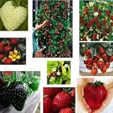 Erdbeere Regenbogen Mischung 20 Samen -verschiedenen Farben und Sorten in ein Päckchen Foto, neu 2024, bester Preis 1,99 € Rezension