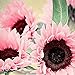 Foto Blumensamen Pflanzensamen 50Pcs/Bag Samen natürliche große Wasser Nachfrage Blume rosa Sonnenblumensamen für Fenster - Sonnenblumensamen Rezension