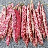 Taylor Dwarf Horticulture (Cranberry) Bean Seeds, 50 Heirloom Seeds Per Packet, Non GMO Seeds, (Isla's Garden Seeds), Botanical Name: Phaseolus vulgaris, 85% Germination Rates Photo, new 2024, best price $5.99 ($0.12 / Count) review