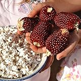 Red Strawberry Popcorn Seeds (25 Seeds) Photo, new 2024, best price $4.83 review