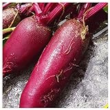 Everwilde Farms - 1/4 Lb Cylindra Beet Seeds - Gold Vault Photo, new 2024, best price $7.96 review
