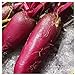 Photo Everwilde Farms - 1/4 Lb Cylindra Beet Seeds - Gold Vault review
