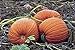Photo PlenTree Graines de citrouille, or mammouth, Heirloom, organiques, non Ogm 25+ graines, grosses Pumpkins examen