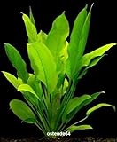 WFW wasserflora Große Amazonas-Schwertpflanze/Echinodorus bleheri, Aquariumpflanze, barschfest Foto, neu 2024, bester Preis 2,99 € Rezension