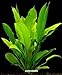 Foto WFW wasserflora Große Amazonas-Schwertpflanze/Echinodorus bleheri, Aquariumpflanze, barschfest Rezension