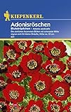 Sperli Blumensamen Adonisröschen Blutströpfchen, grün Foto, neu 2024, bester Preis 1,90 € Rezension