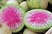 Photo 100 Radis Melon d'eau des graines de radis très unique examen