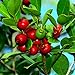 Photo 25 Strawberry Guava Seeds Psidium cattleianum Edible Fruit Tree Plant Shrub review
