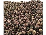 Red Mangel Mammoth Beet Seeds Microgreen Sprouting Garden, or Fodder Giant 311C (3000 Seeds, or 2 oz) Photo, new 2024, best price $11.69 review