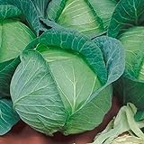 Late Flat Dutch Cabbage Seeds (60+ Seed Package) Photo, new 2024, best price $6.69 review