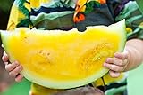 Gelb Wassermelone JANOSIK Samen - Wassermelone Foto, neu 2024, bester Preis 6,38 € Rezension