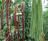 50+ Green or Red Cowpea Yard Long Bean Seeds Yardlong Beans Heirloom Non-GMO Vegetable Photo, new 2024, best price $6.99 review