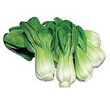Burpee Toy Choi Cabbage Seeds 200 seeds Photo, new 2024, best price $7.23 ($0.04 / Count) review