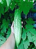 15 Melon amer bio Gourd Ampalaya Graines Photo, nouveau 2024, meilleur prix 4,99 € examen