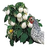 Park Seed Easter Egg Plant Seeds Photo, new 2024, best price $7.95 review