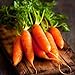 Photo David's Garden Seeds Carrot Little Finger 1116 (Orange) 200 Non-GMO, Heirloom Seeds review
