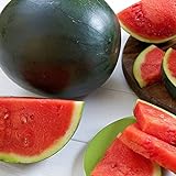 Watermelon, Black Diamond, Heirloom, 50 Seeds, Super Sweet Round Melon Photo, new 2024, best price $2.99 ($0.06 / Count) review