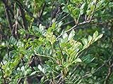Szechuanpfeffer Zanthoxylum schinifolium Pflanze 15-20cm Japanischer Pfeffer Foto, neu 2024, bester Preis 24,90 € (24,90 € / stück) Rezension