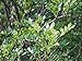 Foto Szechuanpfeffer Zanthoxylum schinifolium Pflanze 15-20cm Japanischer Pfeffer Rezension