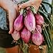 Photo Long Red Florence Onion - 50 Seeds - Heirloom & Open-Pollinated Variety, Non-GMO Vegetable Seeds for Planting Outdoors in The Home Garden, Thresh Seed Company review