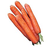 Burpee Nantes Half Long Carrot Seeds 3000 seeds Photo, new 2024, best price $8.49 review