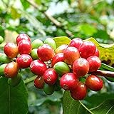 Samen für Pflanzen, 1 Beutel Bohnensamen mehrjährig, natürlich, klein, produktiver Kaffeebaum-Samen für Garten – Kaffeebohnen Samen Foto, neu 2024, bester Preis 2,39 € Rezension