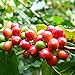 Foto Samen für Pflanzen, 1 Beutel Bohnensamen mehrjährig, natürlich, klein, produktiver Kaffeebaum-Samen für Garten – Kaffeebohnen Samen Rezension