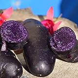 100 schwarz gehäutete lila Fleisch kartoffel samen hohe Keimrate leicht zu wachsen einfach zu handhaben Garten leckere Gemüse pflanzen für den Garten Hausbau Kartoffelsamen Einheitsgröße Foto, neu 2024, bester Preis 0,01 € Rezension