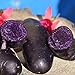 Photo 00 graines de pommes de terre de chair violette à peau noire taux de germination élevé facile à faire pousser pour manipuler les plantes potagères savoureuses de jardin pour l'agriculture do Gra examen