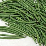 Burpee Stringless Green Bush Bean - 25 Count Seed Pack - Non-GMO - A Culinary Star, pods are Delicious in Many Foods. - Country Creek LLC Photo, new 2024, best price $1.99 review