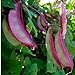 Photo 10+ Hyacinth Bean Asia Hyacinth Bean Seeds Purple Flower Lablab purpureus Vegetable Non-GMO review