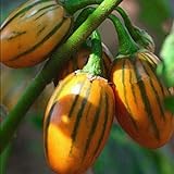 50 graines / pack jardin des plantes de bricolage, Solanum aethiopicum africaine Aubergine Vegetable Seeds Photo, nouveau 2024, meilleur prix 4,99 € examen