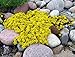 Foto Sedum acre de oro de la alfombra, la uva de gato amarillo de tierra cubierta de la flor Semillas 500 semillas revisión