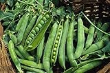 Green Arrow Pea Seeds - 50 Count Seed Pack - Non-GMO - A shelling Pea Variety That is Very Easy to Grow and thrives in Cold Weather. Excellent for Canning or Freezing. - Country Creek LLC Photo, new 2024, best price $2.99 review