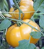 75+ Yellow Brandywine Tomato Seeds- Heirloom Variety- by Ohio Heirloom Seeds Photo, new 2024, best price $4.19 review