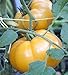 Photo 75+ Yellow Brandywine Tomato Seeds- Heirloom Variety- by Ohio Heirloom Seeds review